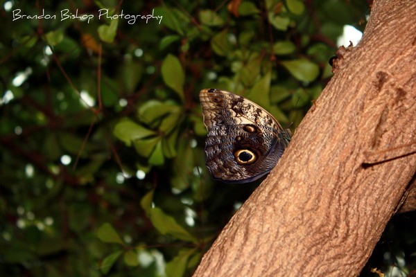 The Eye of the Butterfly
