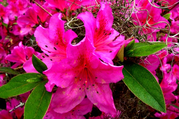 spring in the south