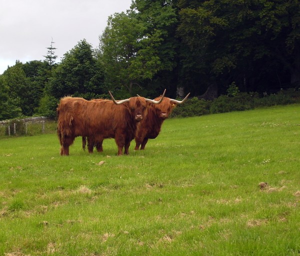 Highland Cattle