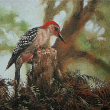 Red Bellied Wood Pecker