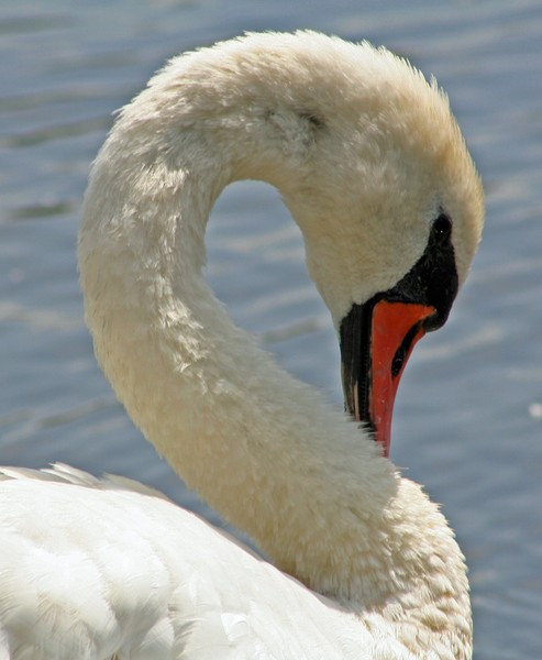 Summer Swan