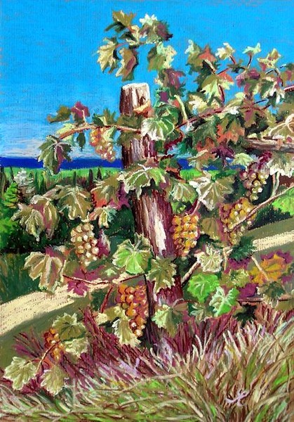 Grape Harvest