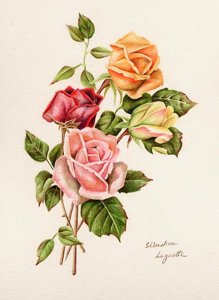 Roses