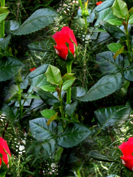 Red Roses (Two)