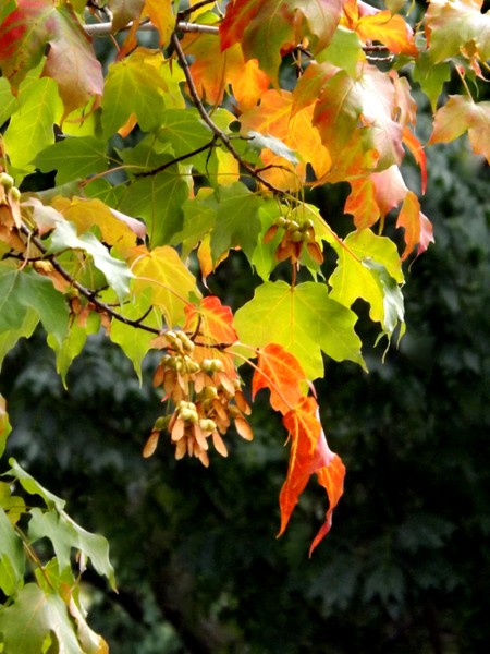 Autumn Leaves In Montreal Botanical Garden (Two)