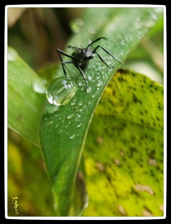 Dewdrops and an Ant