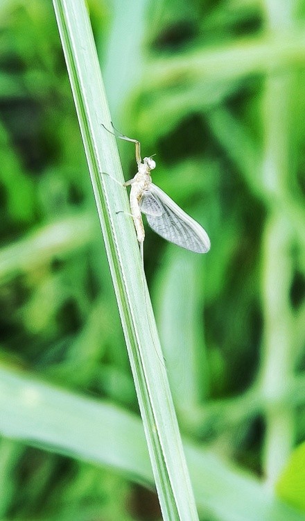 white angel