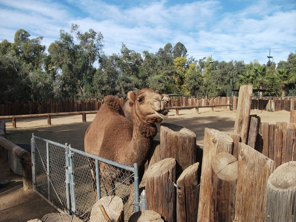 Camel