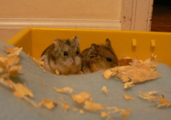 Yuki & Miki