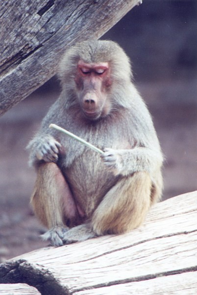 Contemplate