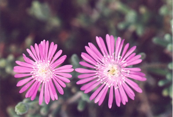 Ice Plant