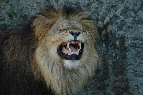 The King