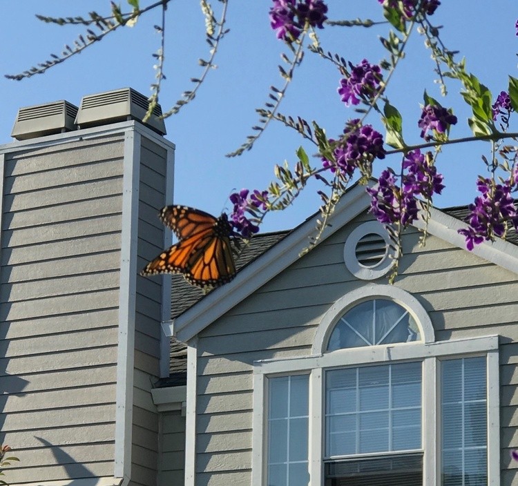 The Monarch