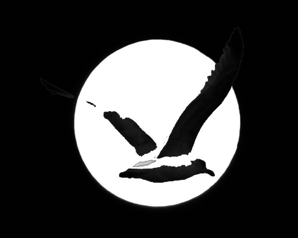 Wings over the moon