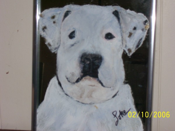 american bulldog