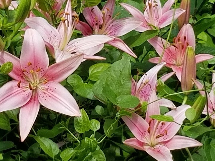 LILIES