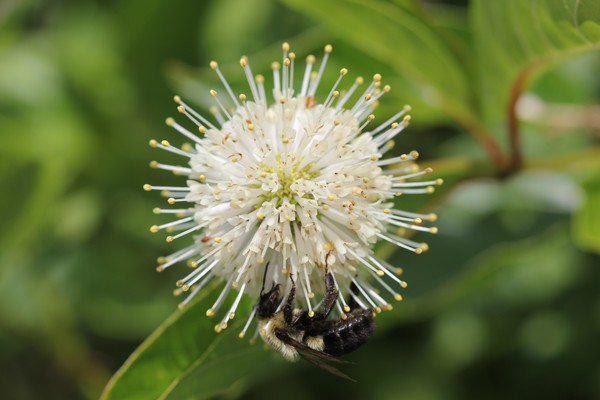 Spiky floral Bee Buffet