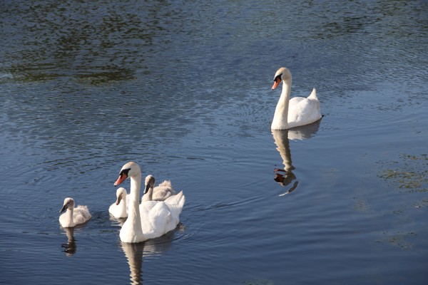 Gorgeous Mute swan family