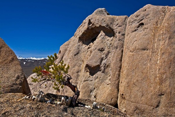 Old Man and Pinon Pine