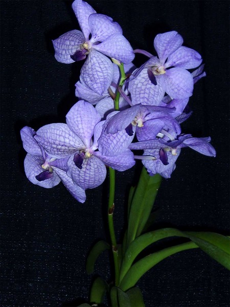 Purple Orchids