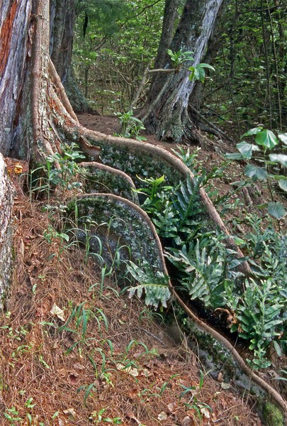 Tree Root and Ferns
