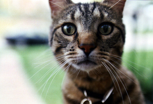 Starkey the cat