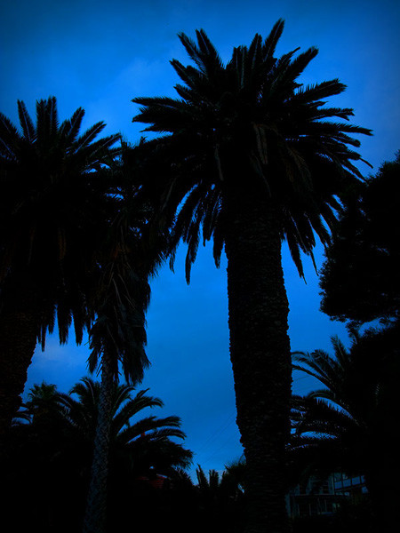 Palm Silhouette