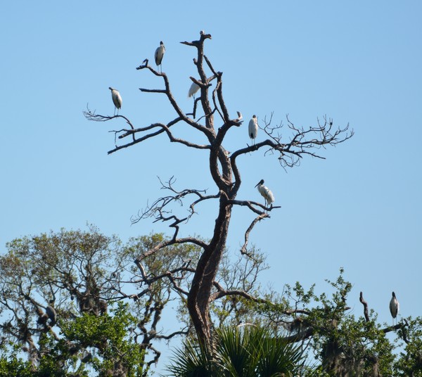 Wood Storks in the wild wetlants of Florida