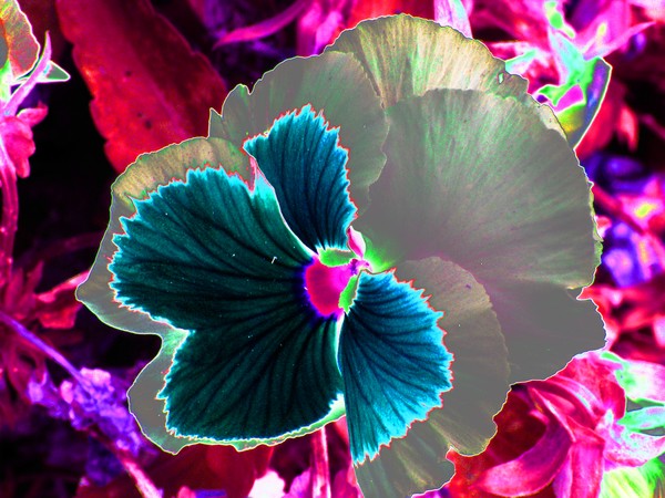 Pop Art Pansy