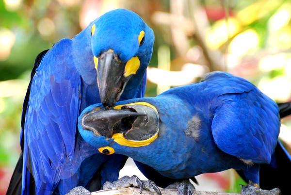 Birdie Dentist