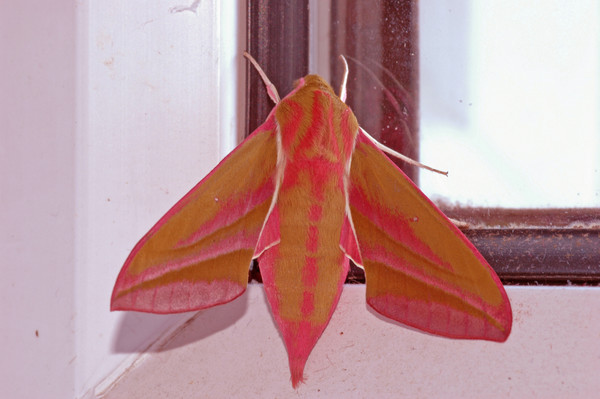 Elephant Hawk-Moth