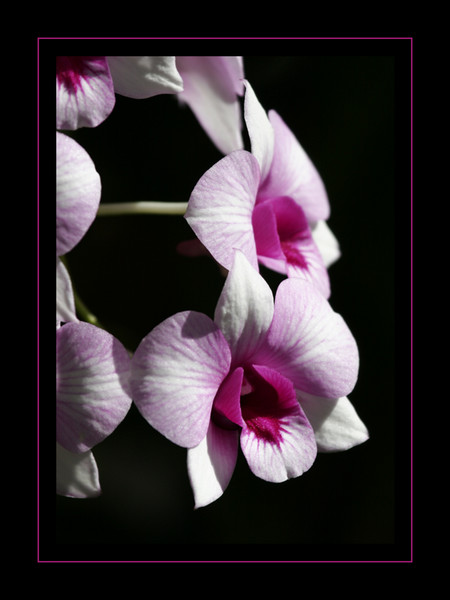 Orchids