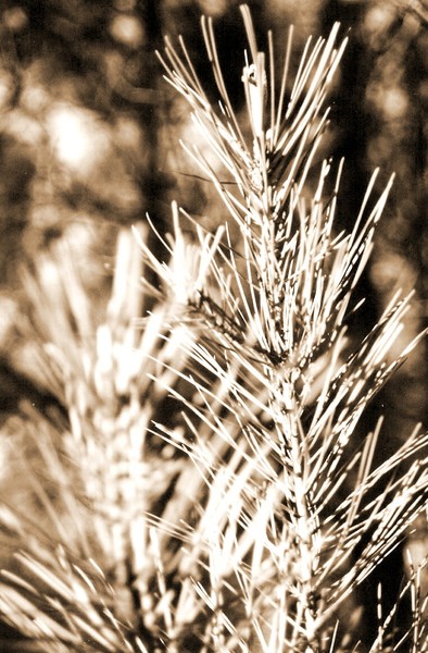 Pine