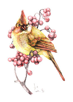 Female Cardinal
