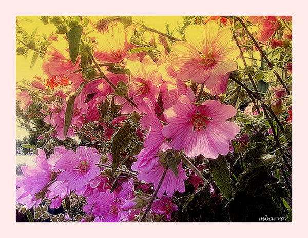 Pretty in pink