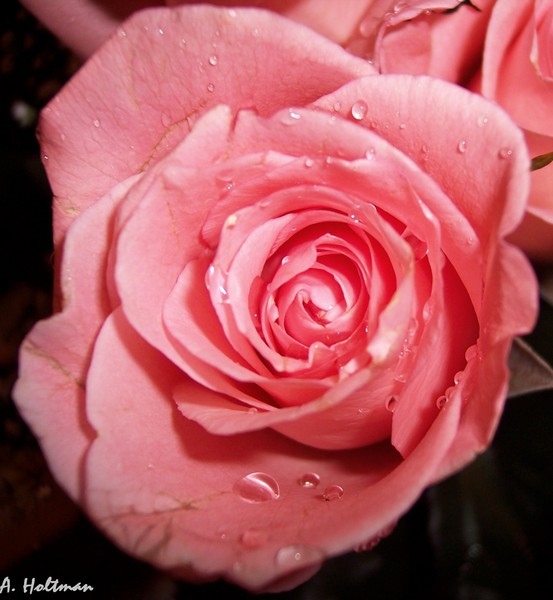 Pretty In Pink