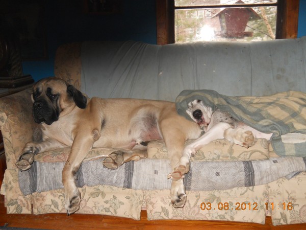 My Old Girl Has Gone To Rainbow Bridge.