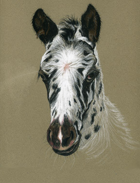 Leopard Appaloosa