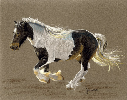 Gypsy Vanner, Ranger