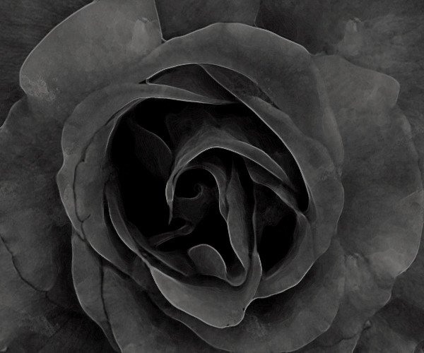 Black Rose