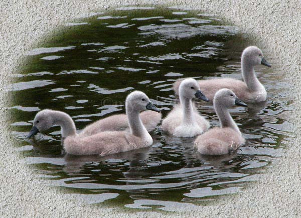 Young Swans