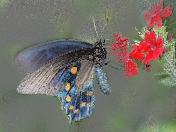 Black Swallowtail in Colored Pencil