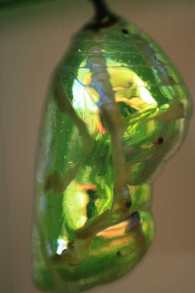 Rare shiny green crysallis