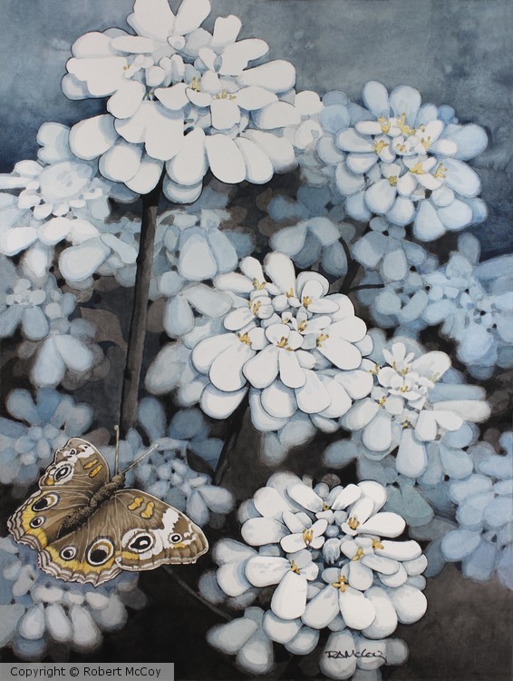 Moth in the Candytuft