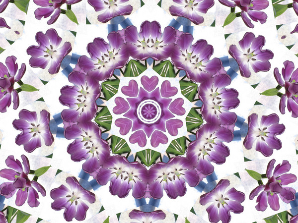 purple tulip kalidiscope 1