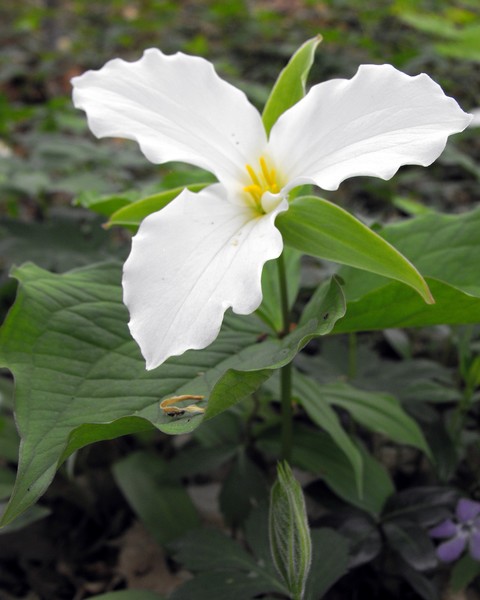 Spring Trillium