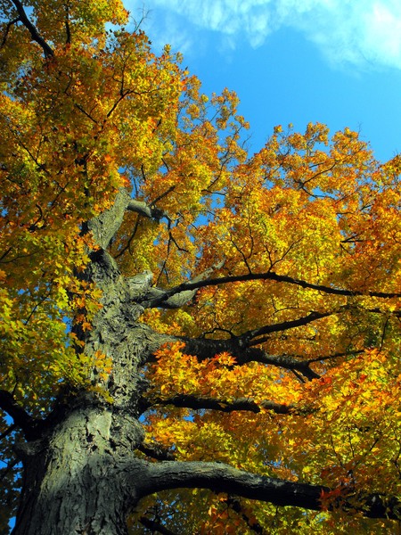 Autumn Tree With Color