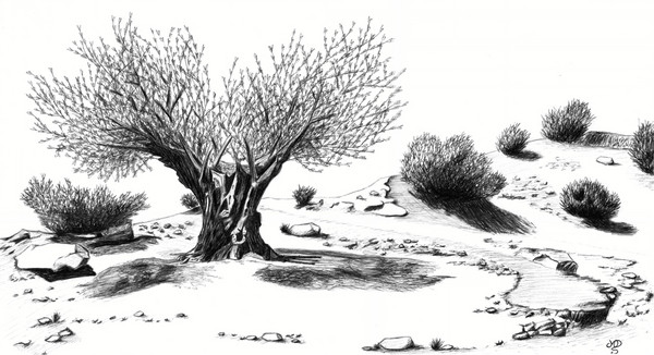 Olive Tree