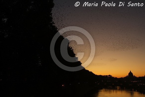 Lungotevere stormed