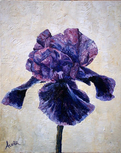 Iris